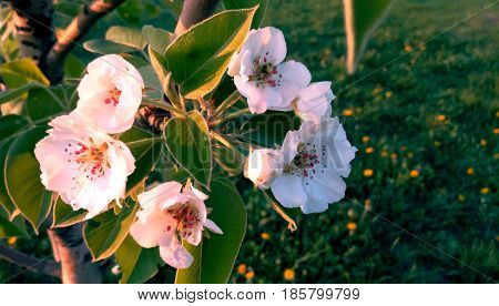 Flowering branch of a pear in the spring flowers of a pear close-up in a blooming spring garden blurred background