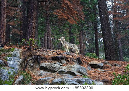 Spotted in Yosemite National park in February. Coyote - Canis latrans is a canid native to North America. It is smaller than its close relative, the gray wolf.