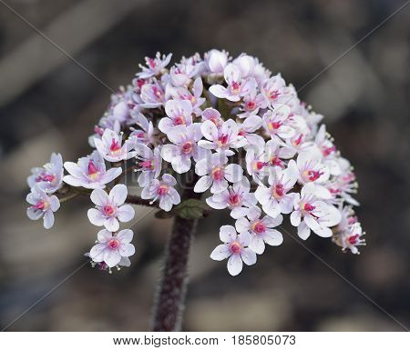 Indian Rhubarb - Darmera peltata Large member of Saxifrage family