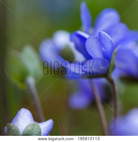 Blue Liverworts Flowers In Close Up