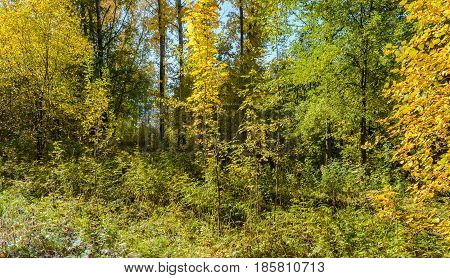 Autumn Early autumn Forest Grove Leaves Leaves of the trees Rays of sunlight Sunlight Sunlight in the branches Trees