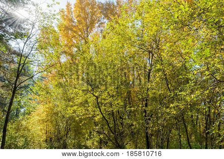 Autumn Early autumn Forest Grove Leaves Leaves of the trees Rays of sunlight Sunlight Sunlight in the branches Trees
