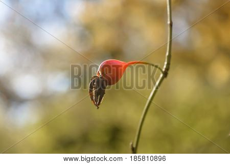 Autumn Berry Berry of the wild rose Early autumn Forest Forest berry Grove Ripe berry Wild Rose