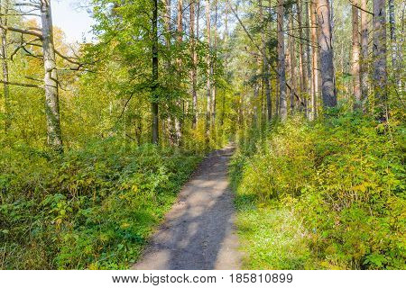 Autumn Early autumn Forest Forest Path Grove Path In The Woods Pine tree Pines Trees