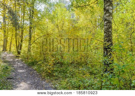Autumn Early autumn Forest Forest Path Grove Leaves Leaves of the trees Path In The Woods Rays of sunlight Sunlight Sunlight in the branches Trees