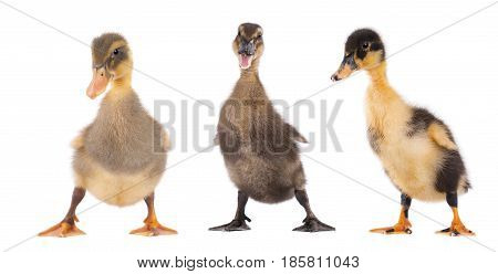Three duckling together standing isolated on white background