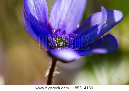 Blue Liverworts Flowers In Close Up