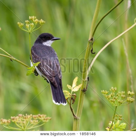  Kingbird