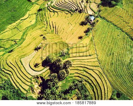 Aerial view of rice terraces in harvest season. Bohol, Philippines, April 2016.