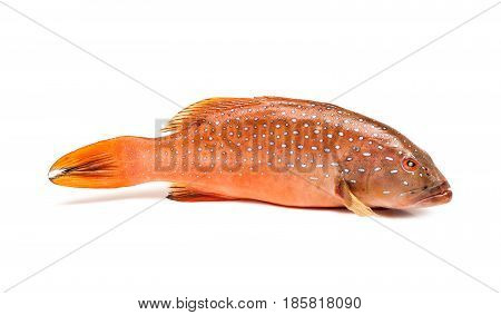 fresh coral trout or coral grouper fish isolated on white background