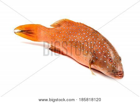 fresh coral trout or coral grouper fish isolated on white background