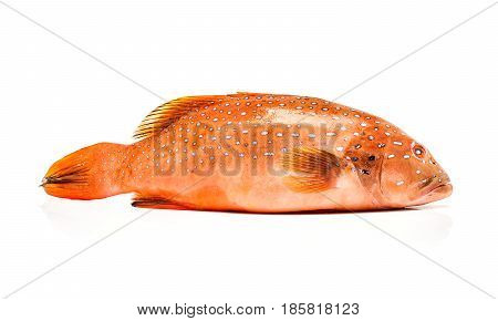 fresh coral trout or coral grouper fish isolated on white background