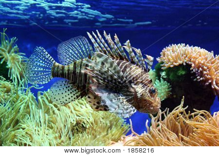 Zebra Turkeyfish