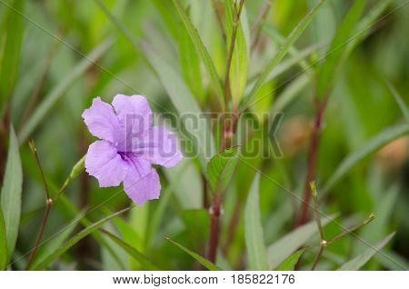 Ruellia Is Herbaceous Perennial