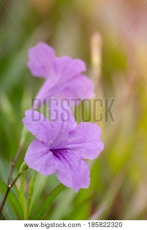 Ruellia Is Herbaceous Perennial