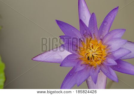 Pink Lotus Flower Float In The Bloom