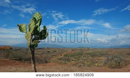 Cactus in the Desierto de la Tatacoa (Tatacoa Desert) in Villavieja, Huila / Colombia