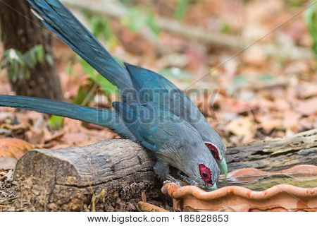 Beautiful family of Green billed Malkoha (Phaenicophaeus tristis) great of cuckoo bird drinking water on tub