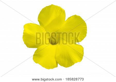 Close up Allamanda yellow flower(Allamanda cathartica L. Golden trumpet) isolated on white background.Saved with clipping path.