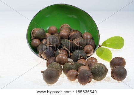 Macadamia nuts in shell new harvest close up on white background