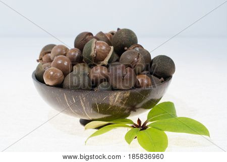 Macadamia nuts in shell new harvest close up on white background