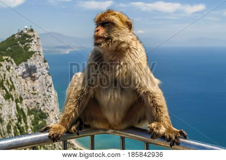view of monkey on a balustrade of the building on the mountain gibraltar