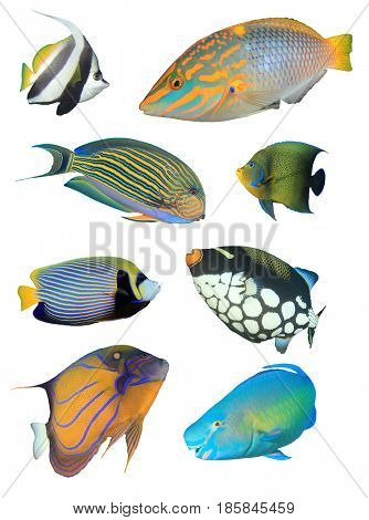 Collection of tropical reef fish isolated on white background.  Bannerfish, Wrasse, Surgeonfish, Angelfish, Triggerfish, Parrotfish.