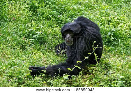 Siamang (Symphalangus syndactylus) sitting in the grass.