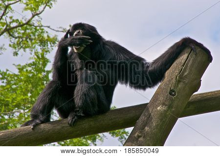 Siamang (Symphalangus syndactylus) making sounds by putting its hand before its mouth.