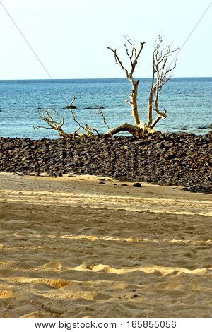 Dead Tree  Seaweed In Indian     Sand Isle  Sky