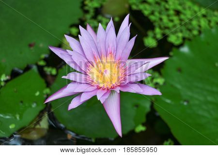 Beautiful Purple Lotus flower and leaves .