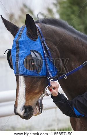 Race horse head with blinkers. Paddock area. Vertical