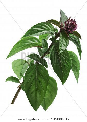 Thai Holy Basil Stem, Paths