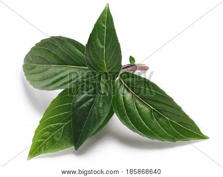 Thai Holy Basil Fresh Leaves, Paths