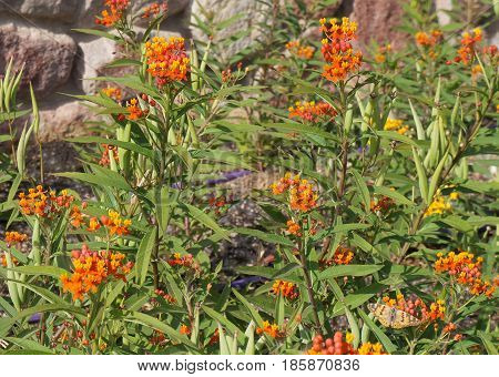 Asclepias curassavica or tropical milkweed in full blossom, selective focus on the flower, partially blurred