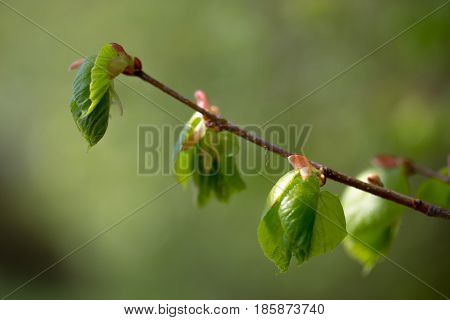 Nature Easters Background Of The Young Spring Leaves