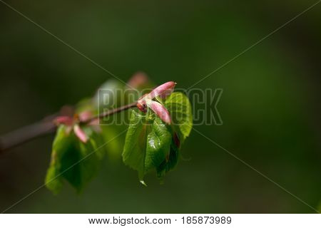 Nature Easters Background Of The Young Spring Leaves