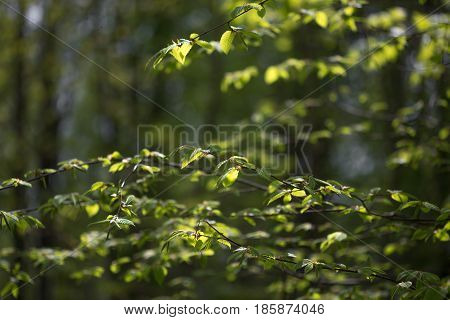 Nature Easters Background Of The Young Spring Leaves