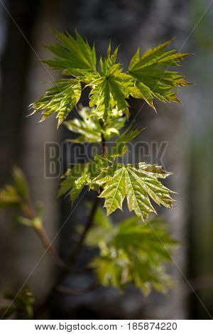 Nature Easters Background Of The Young Spring Leaves