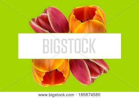 greeting card made of blossoming red and orange tulip flowers with green border frame on green background