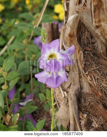 Purple flowers of Maurandya plant in bloom