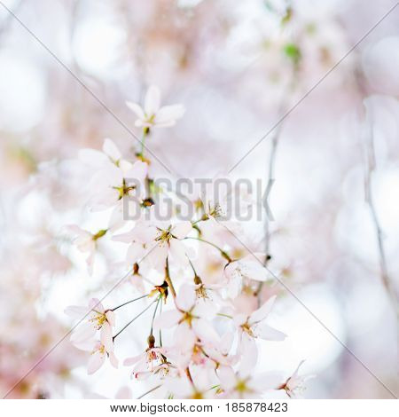 trees violet blossoming, spring time is coming