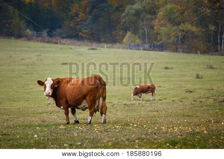 Cows grazing on autumn pasture, farm animals