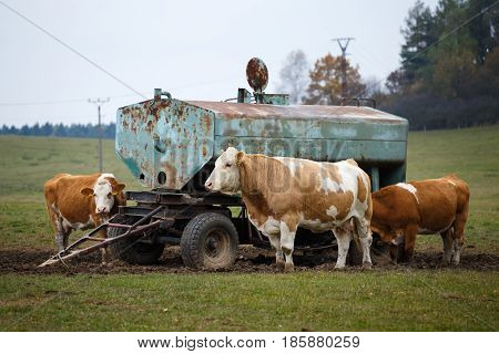 Cows on pasture and water tank, farm animals