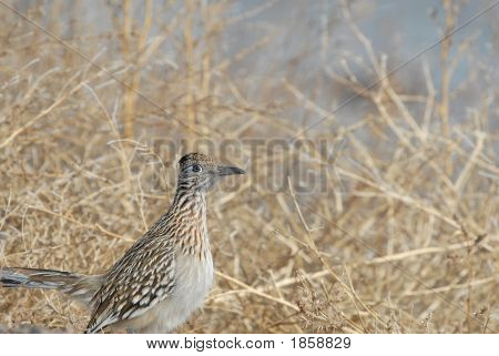 Roadrunner