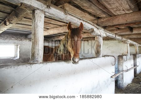 farm animal  in nature rural landscape village