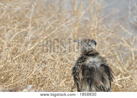 Nabíranou Roadrunner