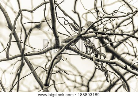 Intertwining branches of trees against the sky in black and white color