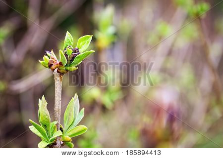 Spring shoots of lilac. Sprout of Syringa vulgaris. Lilac seedlings. Lilac saplings.