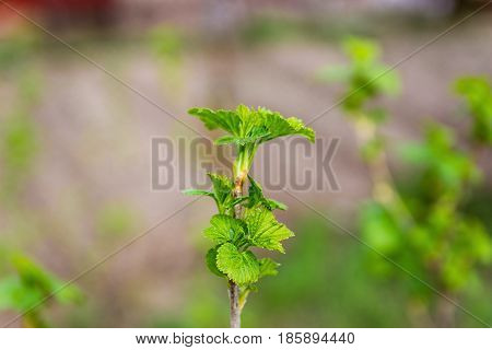 Spring shoots of currant. Currant seedlings. Young sprout of currant. Growing currant.